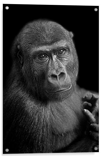 Gorilla Lope Portrait Acrylic by rawshutterbug 