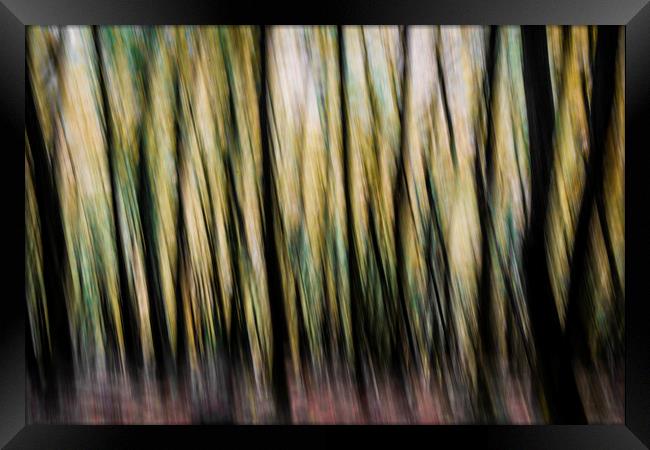 Autumn Trees Abstract Framed Print by Maggie McCall