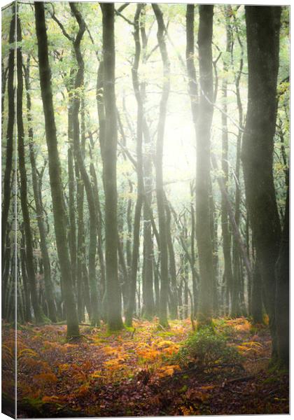 Autumn Trees in mist. Canvas Print by Maggie McCall