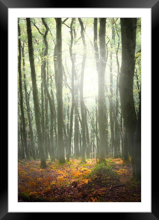 Autumn Trees in mist. Framed Mounted Print by Maggie McCall