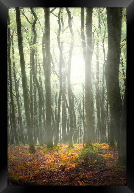 Autumn Trees in mist. Framed Print by Maggie McCall