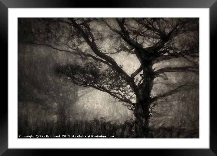 Dark Tree Framed Mounted Print by Ray Pritchard