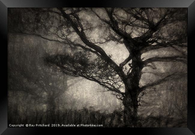 Dark Tree Framed Print by Ray Pritchard