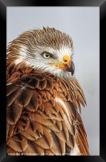 Golden Eagle Framed Print by Jan Gregory