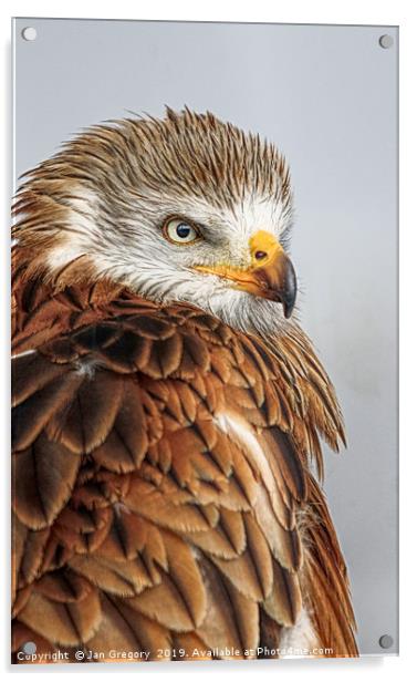 Golden Eagle Acrylic by Jan Gregory