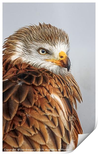 Golden Eagle Print by Jan Gregory