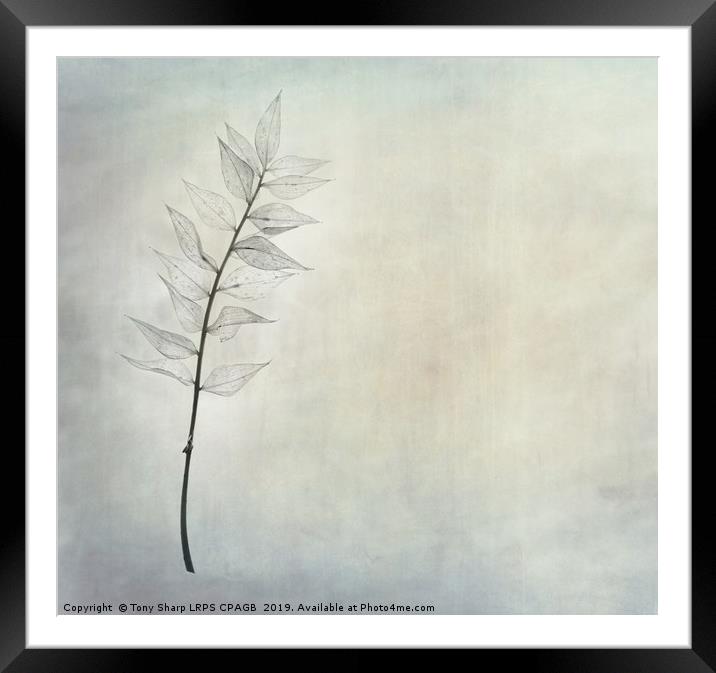 SINGLE STEM Framed Mounted Print by Tony Sharp LRPS CPAGB