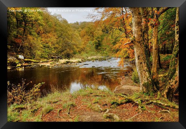 Autumn on the River Wharfe  Framed Print by Diana Mower