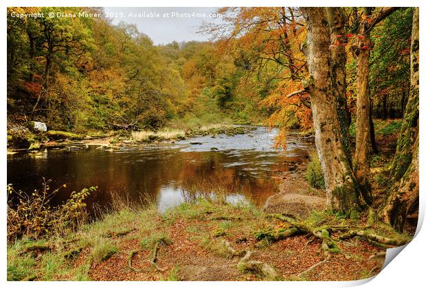Autumn on the River Wharfe  Print by Diana Mower