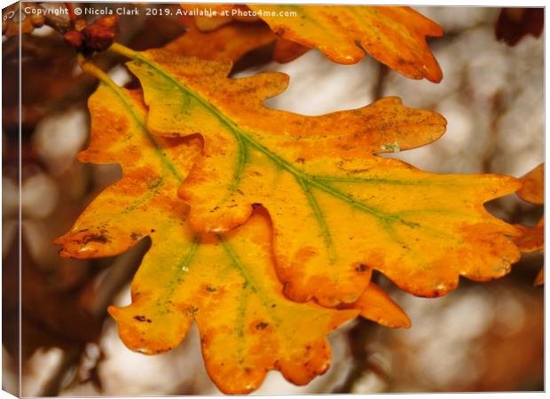 Oak Leaves In Autumn Canvas Print by Nicola Clark