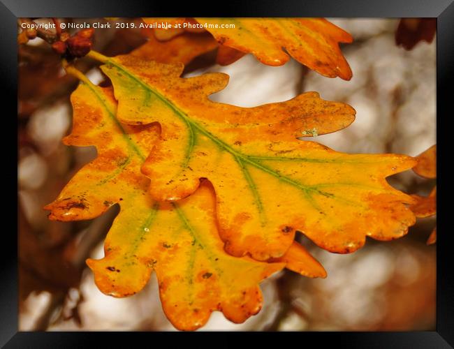 Oak Leaves In Autumn Framed Print by Nicola Clark