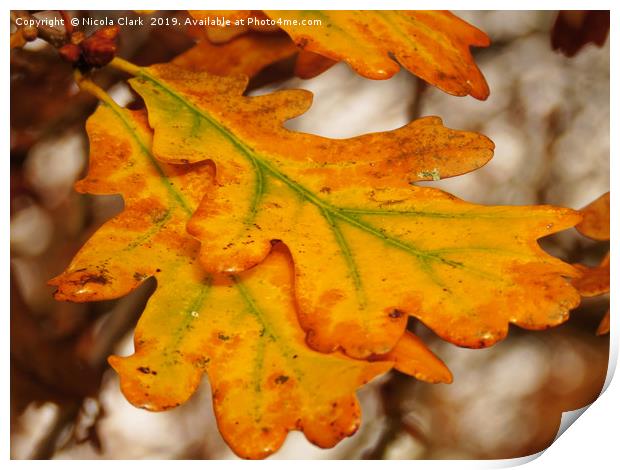 Oak Leaves In Autumn Print by Nicola Clark
