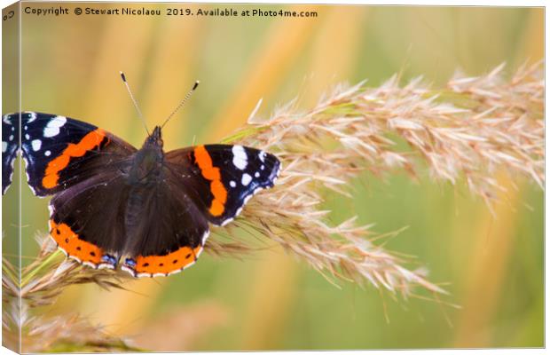 The Red Admiral Buterfly Canvas Print by Stewart Nicolaou