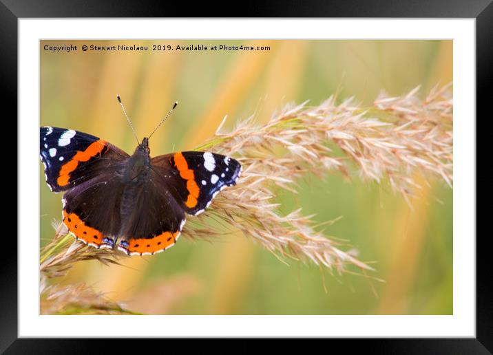 The Red Admiral Buterfly Framed Mounted Print by Stewart Nicolaou