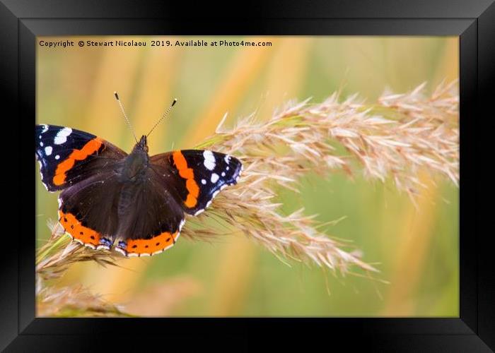 The Red Admiral Buterfly Framed Print by Stewart Nicolaou