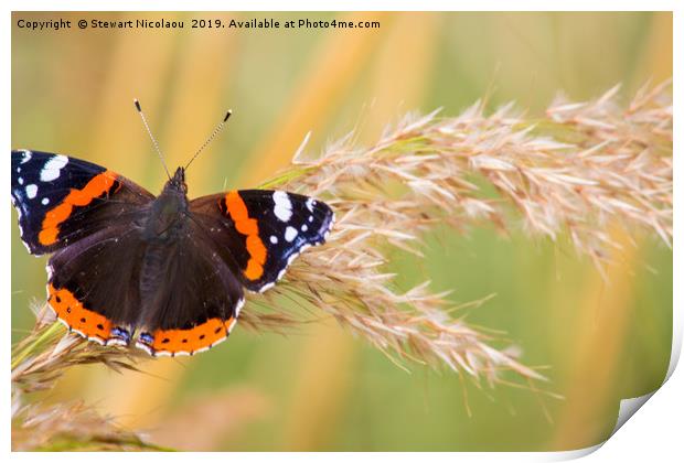 The Red Admiral Buterfly Print by Stewart Nicolaou