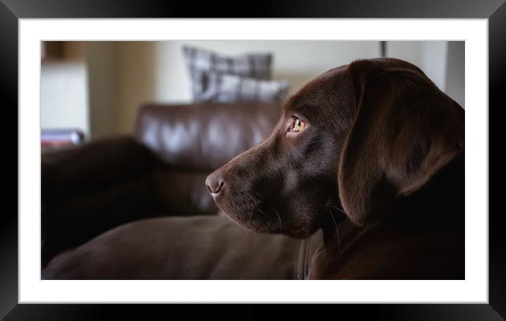 Chocolate Stare Framed Mounted Print by Simon Wrigglesworth