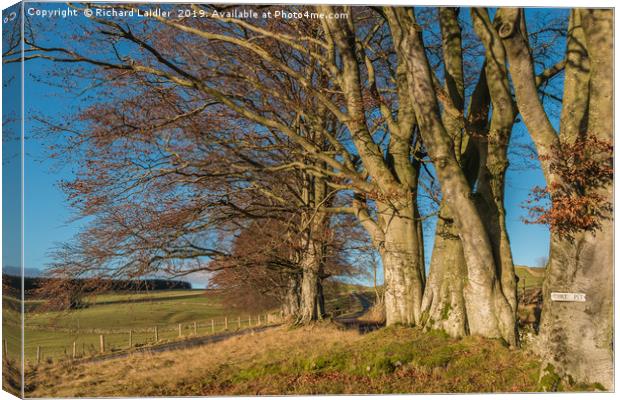 Winter Beeches at Ettersgill, Teesdale Canvas Print by Richard Laidler