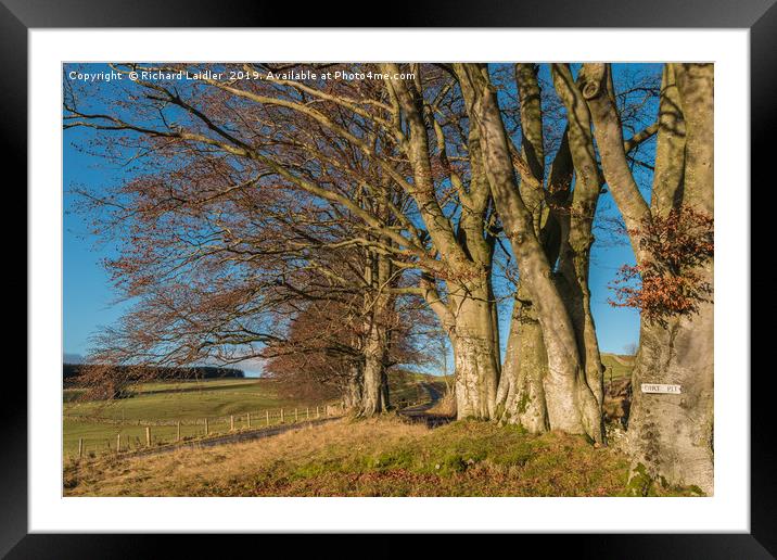 Winter Beeches at Ettersgill, Teesdale Framed Mounted Print by Richard Laidler