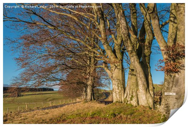 Winter Beeches at Ettersgill, Teesdale Print by Richard Laidler