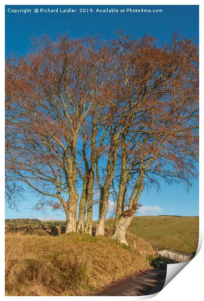 Bare Beech Trees at Ettersgill, Teesdale Print by Richard Laidler