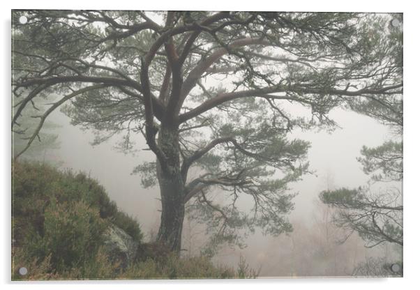 Misty Scots Pine Acrylic by Macrae Images