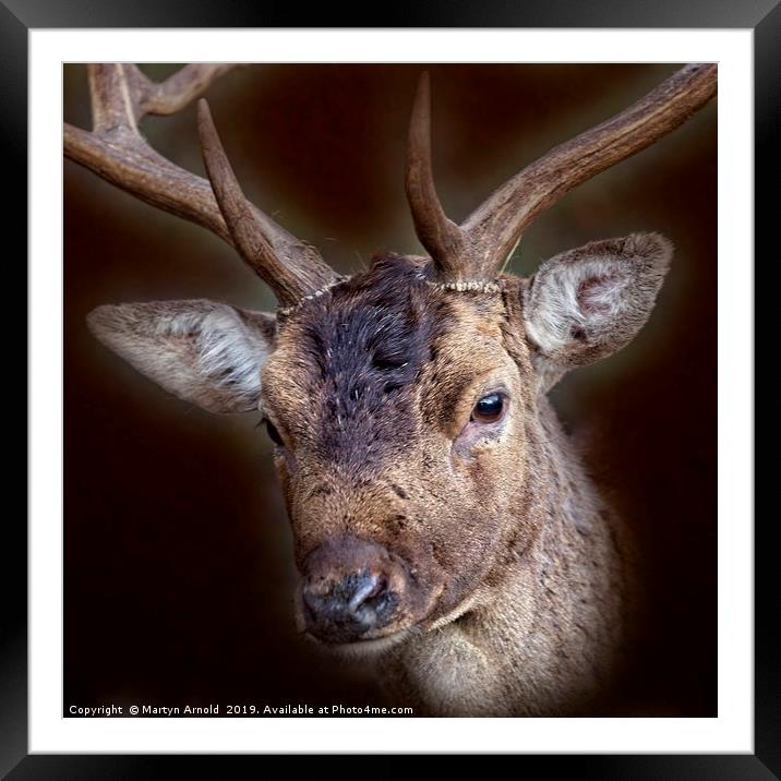 Fallow Deer Stag Portrait Framed Mounted Print by Martyn Arnold