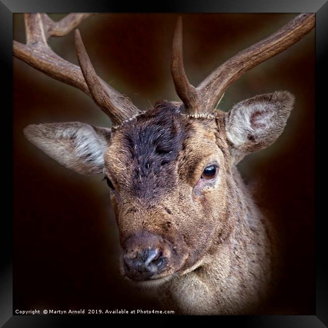 Fallow Deer Stag Portrait Framed Print by Martyn Arnold