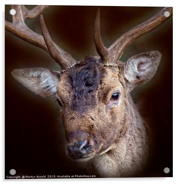 Fallow Deer Stag Portrait Acrylic by Martyn Arnold