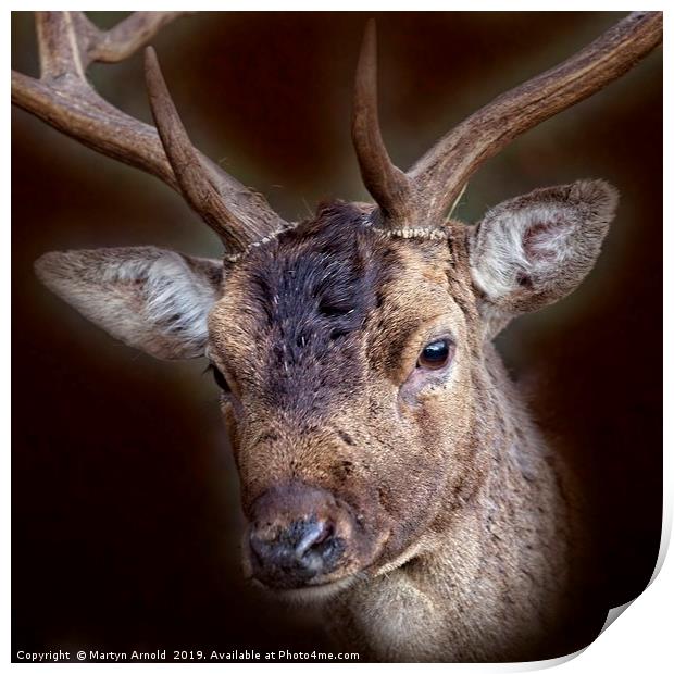 Fallow Deer Stag Portrait Print by Martyn Arnold