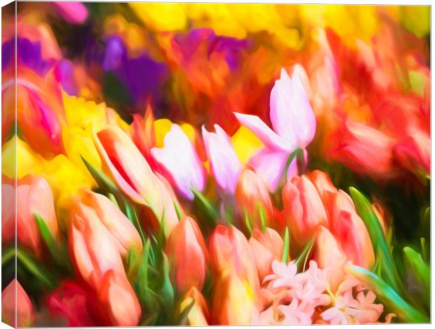Many Colorful Tulips Canvas Print by Darryl Brooks