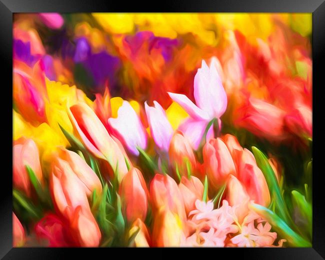 Many Colorful Tulips Framed Print by Darryl Brooks