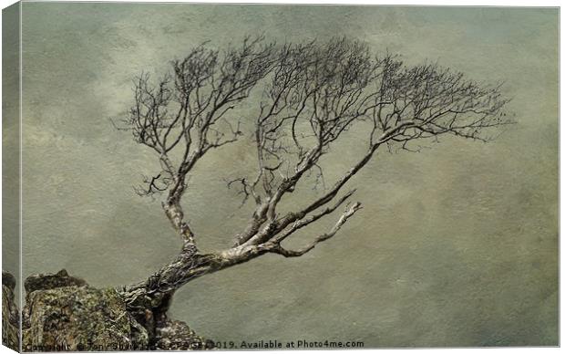 LONE TREE ON ROCKY OUTCROP 2 Canvas Print by Tony Sharp LRPS CPAGB