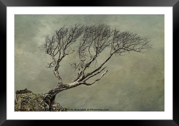 LONE TREE ON ROCKY OUTCROP 2 Framed Mounted Print by Tony Sharp LRPS CPAGB
