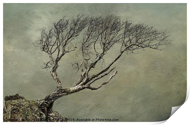 LONE TREE ON ROCKY OUTCROP 2 Print by Tony Sharp LRPS CPAGB