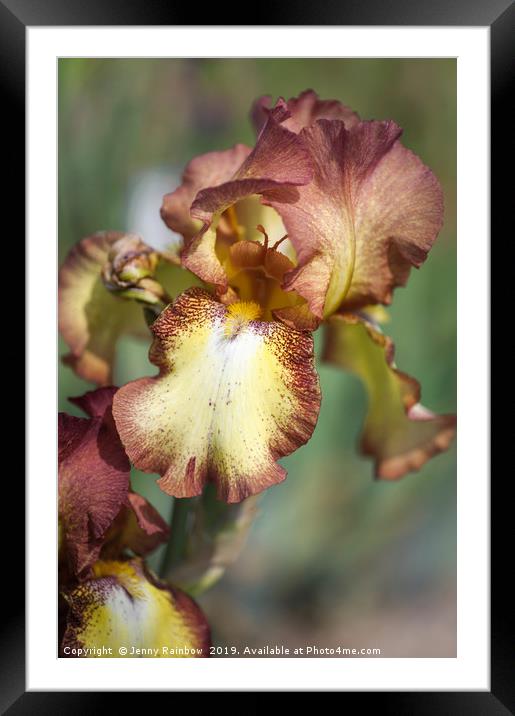 Beauty Of Irises. Taholah Framed Mounted Print by Jenny Rainbow