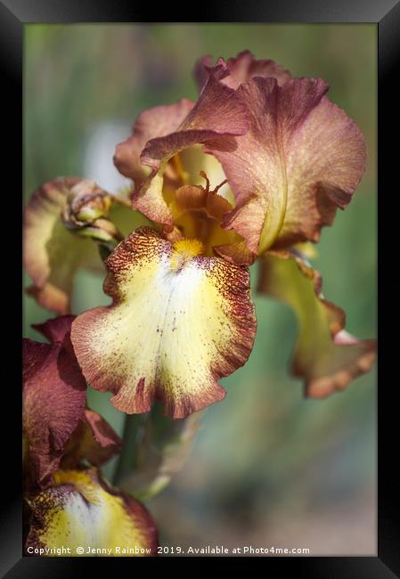 Beauty Of Irises. Taholah Framed Print by Jenny Rainbow