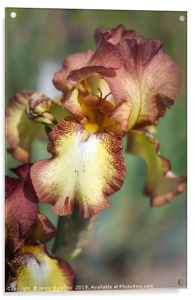 Beauty Of Irises. Taholah Acrylic by Jenny Rainbow