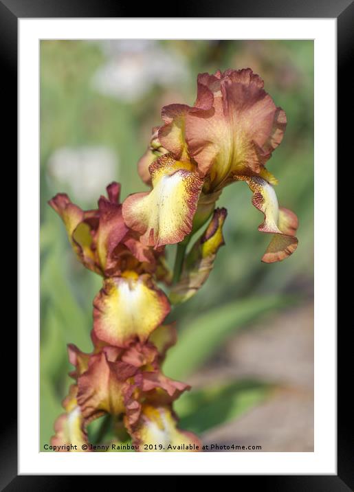 Beauty Of Irises. Taholah 1 Framed Mounted Print by Jenny Rainbow
