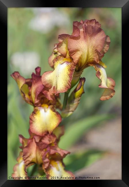 Beauty Of Irises. Taholah 1 Framed Print by Jenny Rainbow