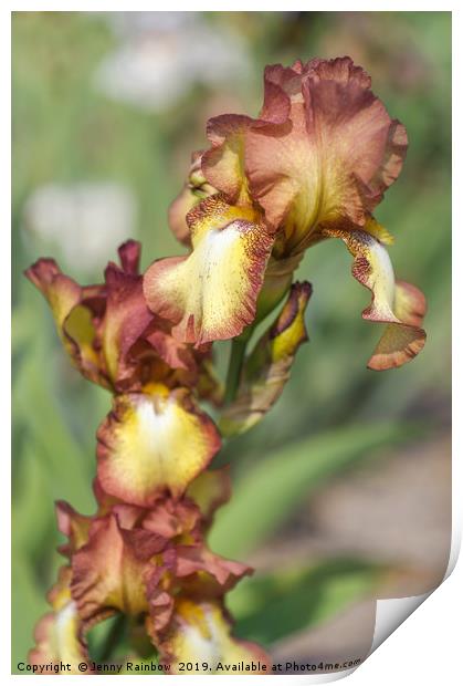 Beauty Of Irises. Taholah 1 Print by Jenny Rainbow