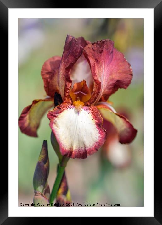 Beauty Of Irises. Jet  Fire Framed Mounted Print by Jenny Rainbow