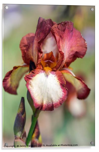 Beauty Of Irises. Jet  Fire Acrylic by Jenny Rainbow