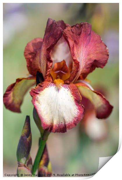 Beauty Of Irises. Jet  Fire Print by Jenny Rainbow