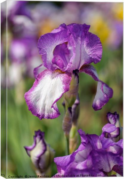 Beauty Of Irises. Kimberly Canvas Print by Jenny Rainbow