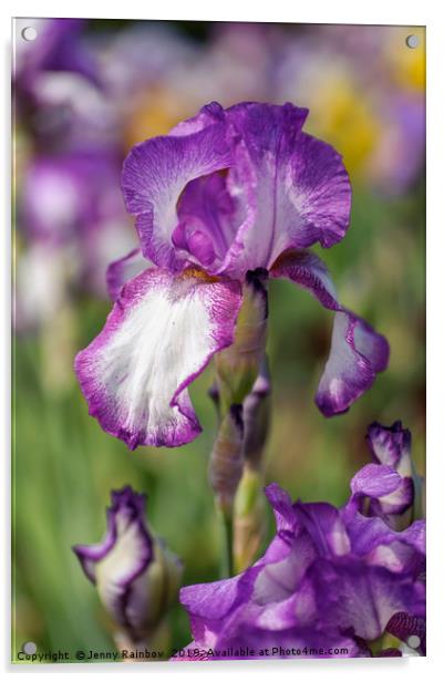 Beauty Of Irises. Kimberly Acrylic by Jenny Rainbow