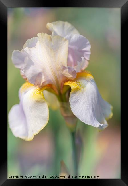 Beauty Of Irises. Lula Marguerite Framed Print by Jenny Rainbow