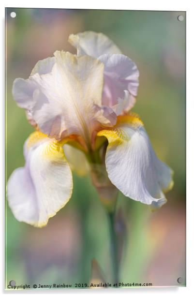 Beauty Of Irises. Lula Marguerite Acrylic by Jenny Rainbow