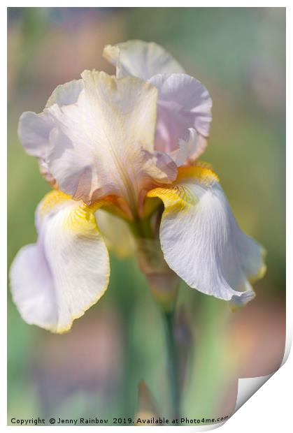 Beauty Of Irises. Lula Marguerite Print by Jenny Rainbow