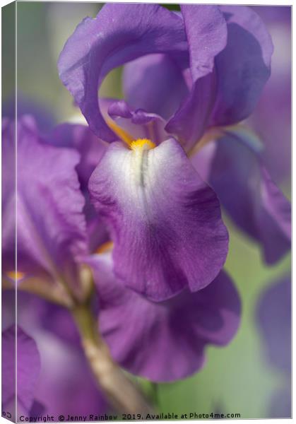 Beauty of Irises. Aphrodite 6 Canvas Print by Jenny Rainbow
